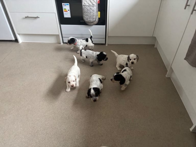 6 beautiful sprocker cross puppies for sale