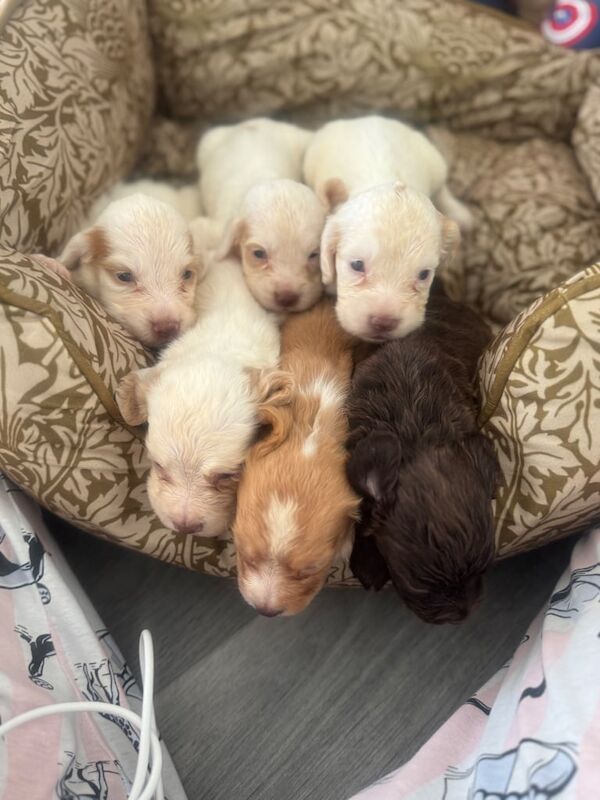 Cocker Spaniel puppies for sale in Hollywood, Worcestershire – 3 weeks old