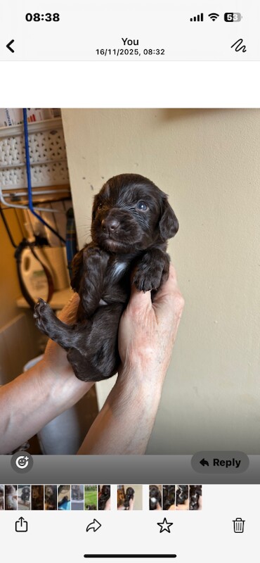 Cocker Spaniel puppies for sale in Melrose, Roxburgh, Ettrick and Lauderdale – KC registered, 3 weeks old