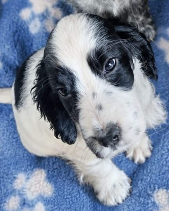 6 Gorgeous Show Type Cocker Spaniel Puppies – Ready 12th September - Image 2 of 6