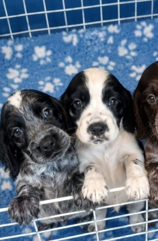 6 Gorgeous Show Type Cocker Spaniel Puppies – Ready 12th September - Image 3 of 6