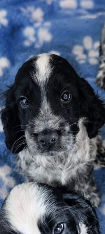 6 Gorgeous Show Type Cocker Spaniel Puppies – Ready 12th September - Image 4 of 6