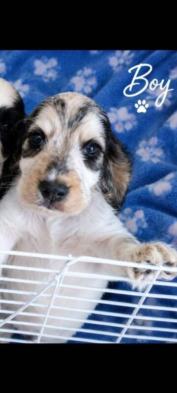 6 Gorgeous Show Type Cocker Spaniel Puppies – Ready 12th September - Image 5 of 6