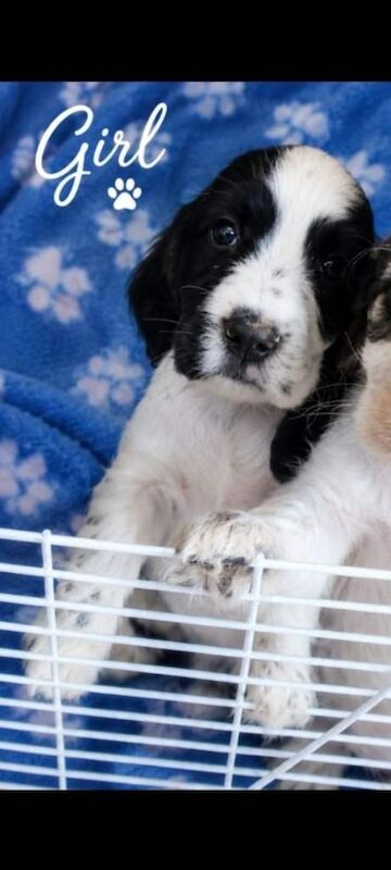 6 Gorgeous Show Type Cocker Spaniel Puppies – Ready 12th September - Image 6 of 6