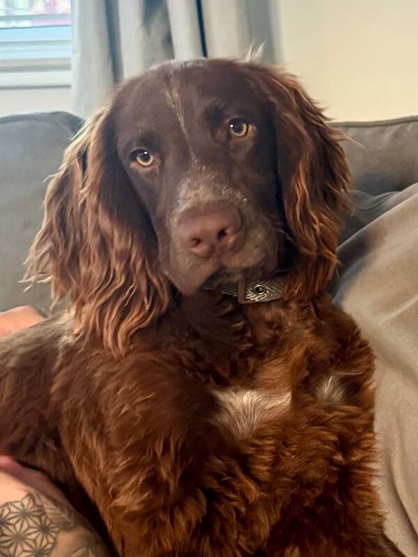 Cocker Spaniel puppies for sale in Eastbourne, East Sussex – 6 months old