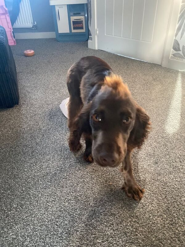 Cocker Spaniel puppies for sale in Newcastle-under-Lyme, Staffordshire – 6 months old