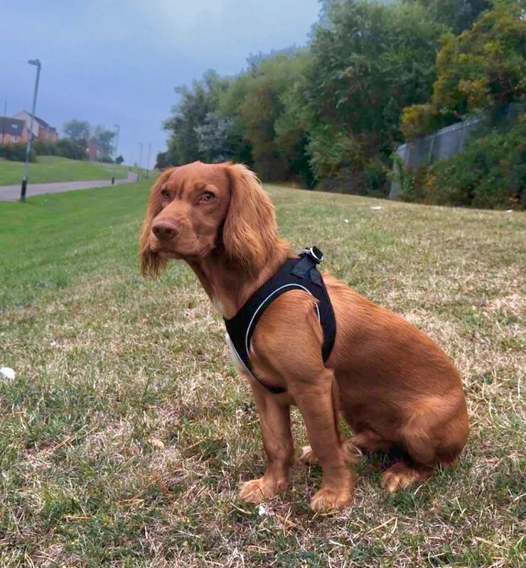 Cocker Spaniel Puppies For Sale Under £1,000