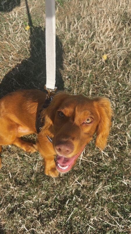 6 month old male working cocker spaniel - Image 2 of 3