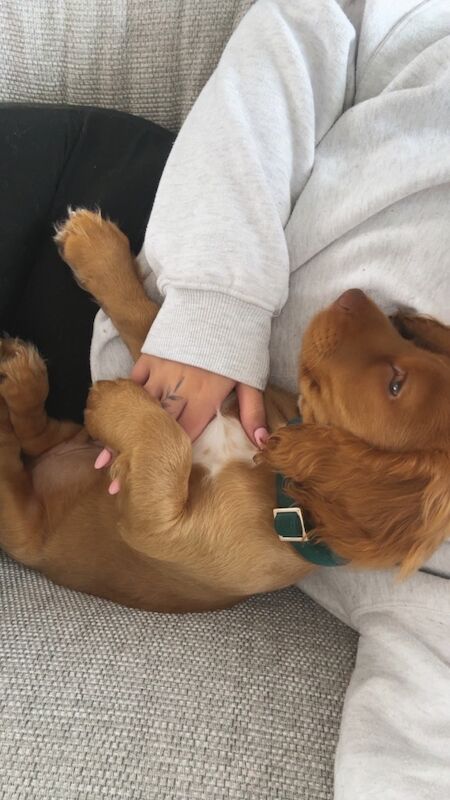 6 month old male working cocker spaniel - Image 3 of 3