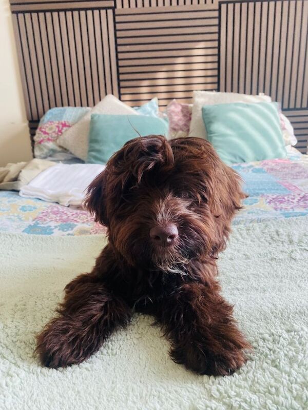 Cocker Spaniel Puppies For Sale