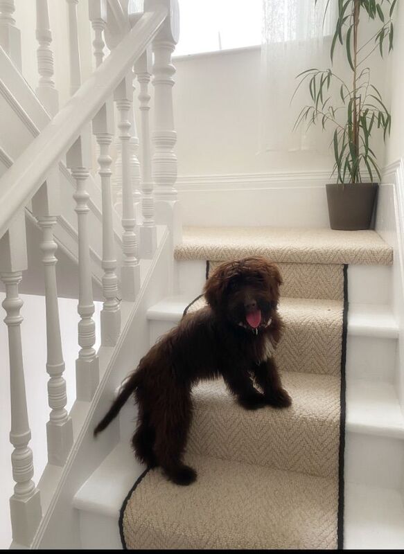 6 month sprokerpoo female - Image 2 of 4