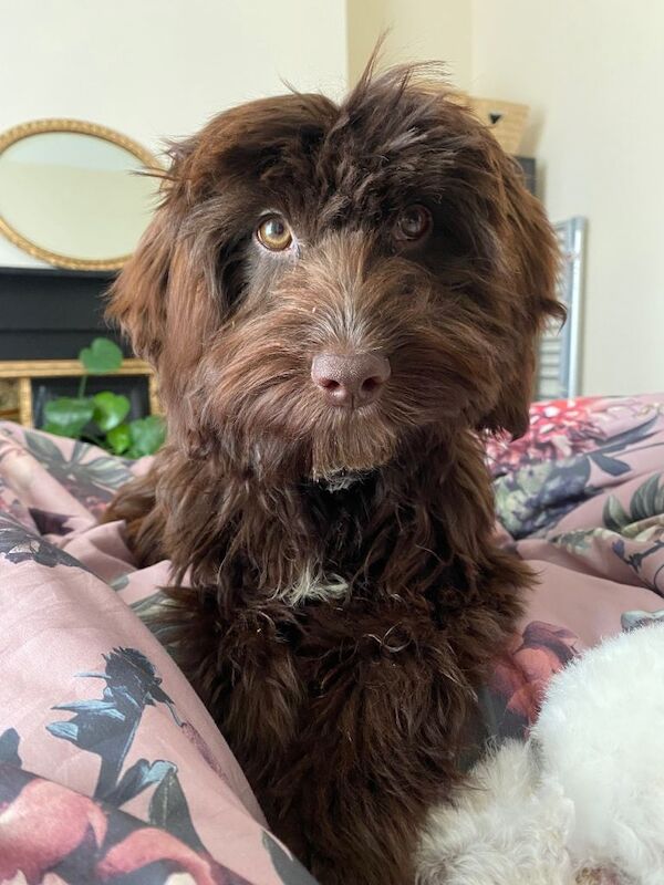 6 month sprokerpoo female - Image 3 of 4