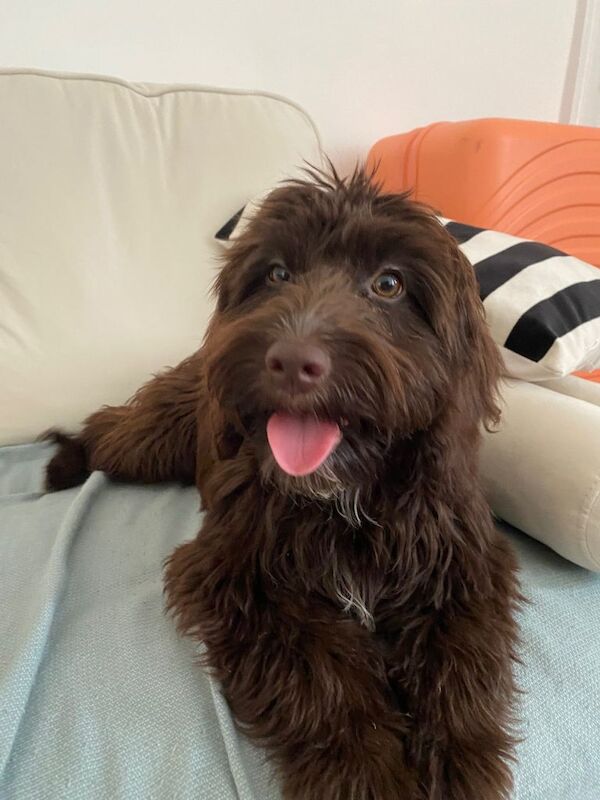 6 month sprokerpoo female - Image 4 of 4