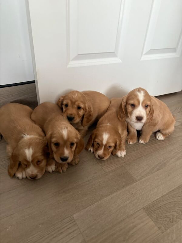 Cocker Spaniel puppies for sale in Bishop Auckland, Durham – 8 weeks old