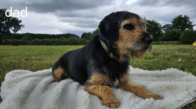 6 weeks old border terrier/cross - Image 3 of 5