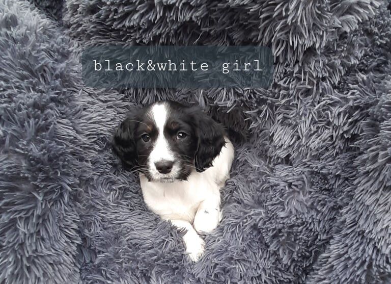 7 beautiful adorable spaniel puppies for sale in Kennington, Greater London