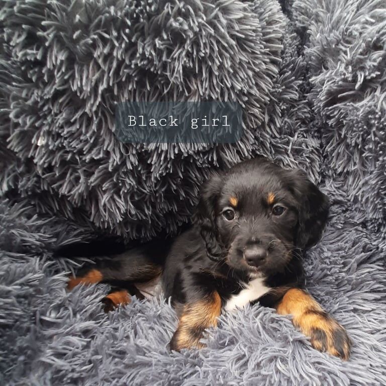 Cocker Spaniel puppies for sale in Kennington, Greater London – KC registered, 3 months old - Image 2 of 3