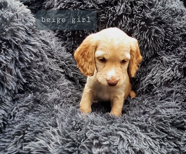 7 beautiful adorable spaniel puppies for sale in Kennington, Greater London - Image 3
