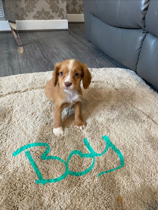 7 beautiful cocker spaniel puppies
