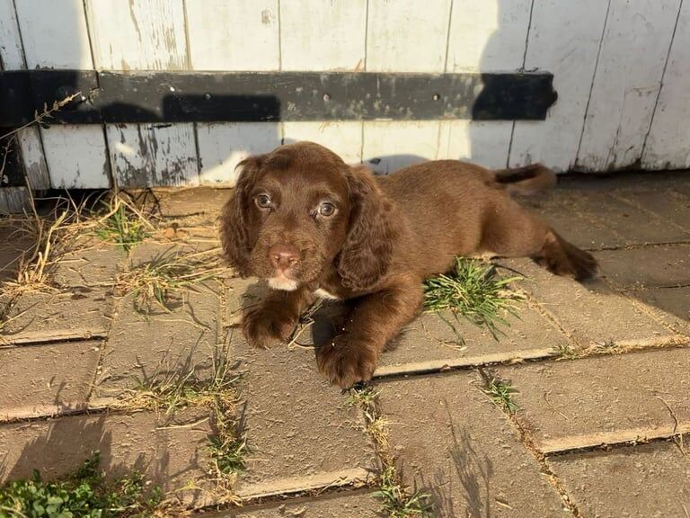 Cocker Spaniel puppies for sale in Leicester, Leicestershire – 7 weeks old