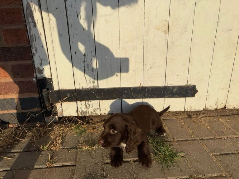 Cocker Spaniel puppies for sale in Leicester, Leicestershire – 7 weeks old - Image 2 of 3