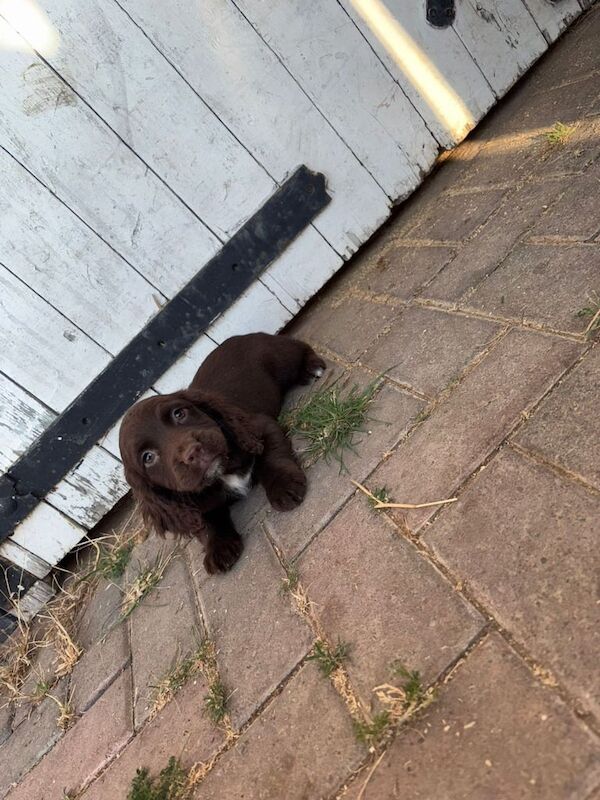 Cocker Spaniel puppies for sale in Leicester, Leicestershire – 7 weeks old - Image 3 of 3