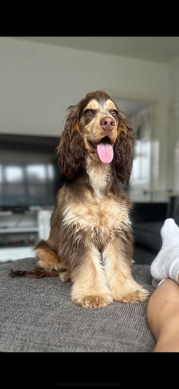 Cocker Spaniel puppies for sale in North Ferriby, East Riding of Yorkshire – 5 weeks old - Image 2 of 3