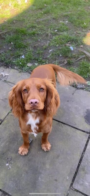 Cocker Spaniel puppies for sale in North Ferriby, East Riding of Yorkshire – 5 weeks old - Image 3 of 3