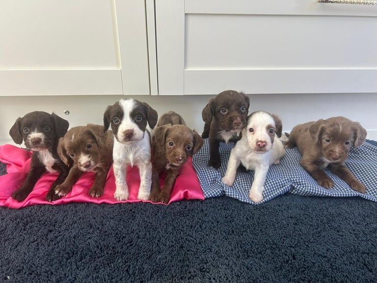 Cocker Spaniel puppies for sale in Horsham, West Sussex – 9 weeks old