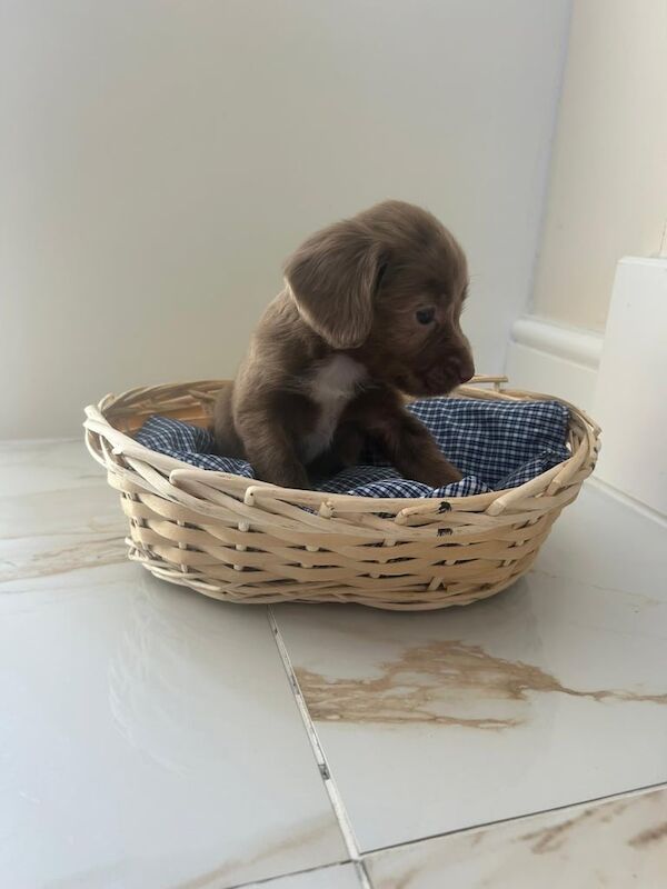 Cocker Spaniel puppies for sale in Horsham, West Sussex – 9 weeks old - Image 2 of 3