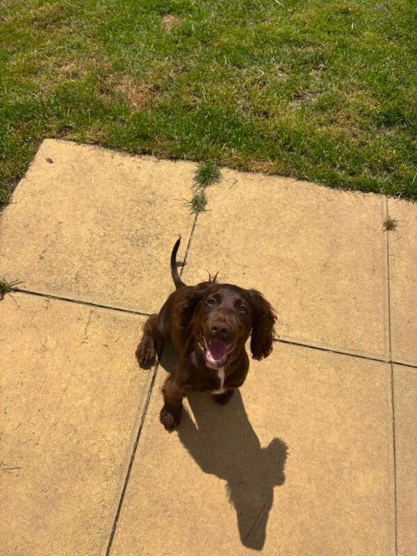 7 month chocolate brown girl puppy looking for new home through no fault of her own