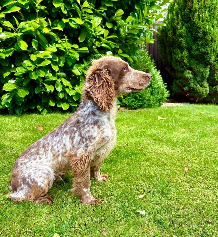 Cocker Spaniel puppies for sale in Liversedge, West Yorkshire – 6 months old