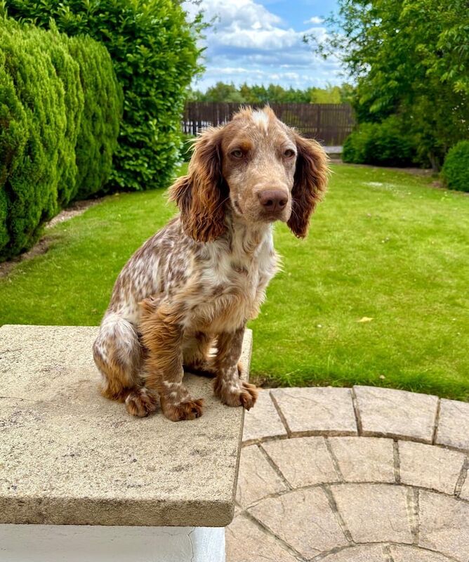 Cocker Spaniel puppies for sale in Liversedge, West Yorkshire – 6 months old - Image 2 of 3