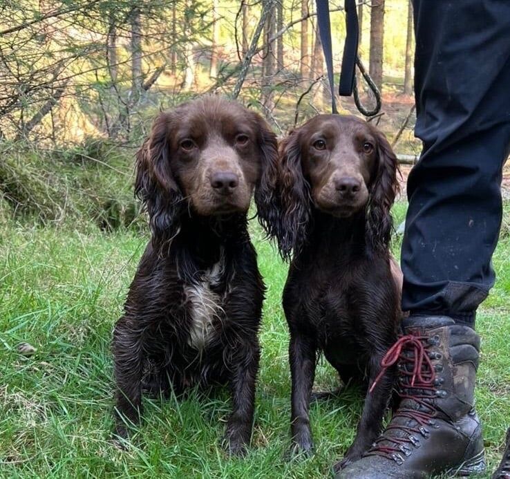 Cocker Spaniel puppies for sale in Liversedge, West Yorkshire – 6 months old - Image 3 of 3