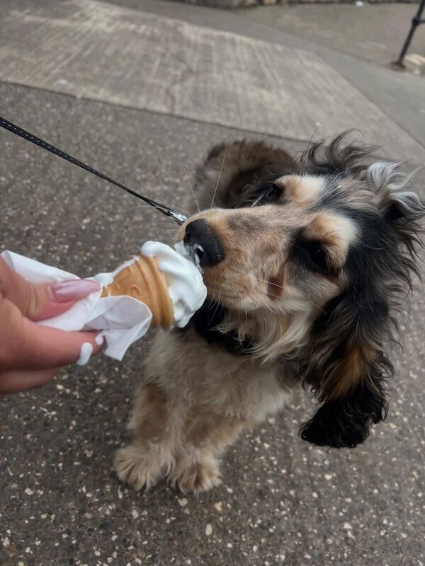 7 month old puppy for sale in Kingswood, East Riding of Yorkshire