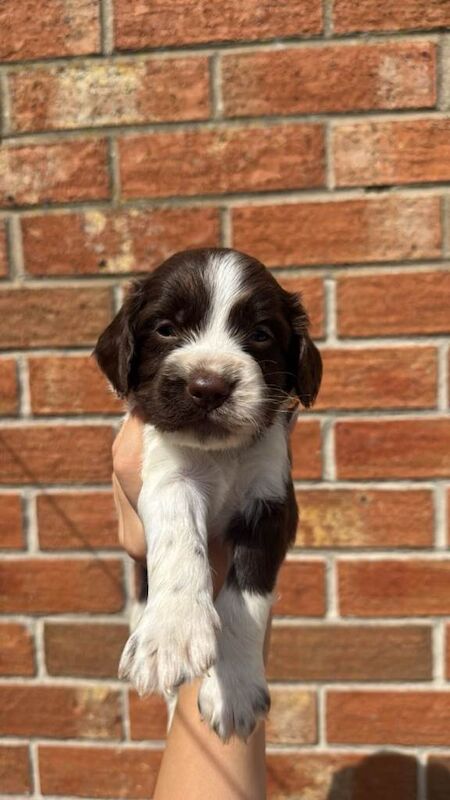 7 sprocker roans for sale