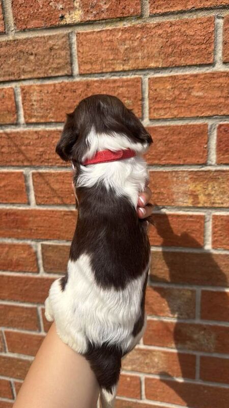 7 sprocker roans for sale - Image 2 of 4
