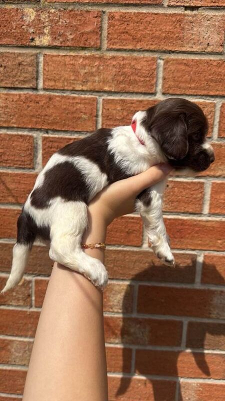 7 sprocker roans for sale - Image 3 of 4