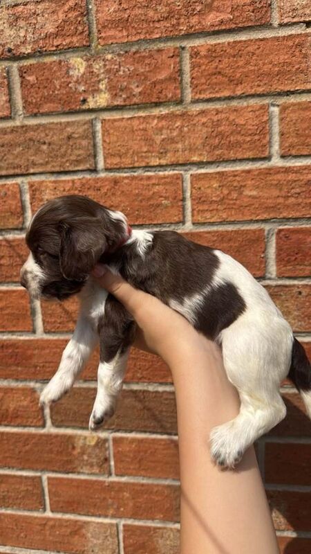 7 sprocker roans for sale - Image 4 of 4