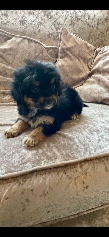 Cocker Spaniel puppies for sale in Market Harborough, Leicestershire – 9 weeks old