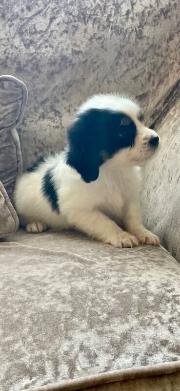 Cocker Spaniel puppies for sale in Market Harborough, Leicestershire – 10 weeks old - Image 2 of 3