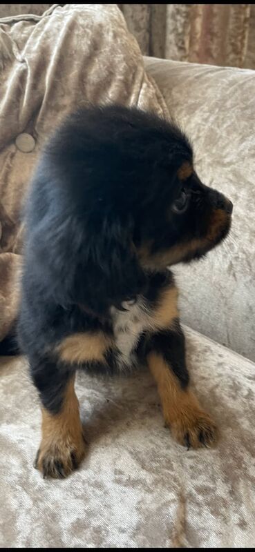 Cocker Spaniel puppies for sale in Market Harborough, Leicestershire – 10 weeks old - Image 3 of 3