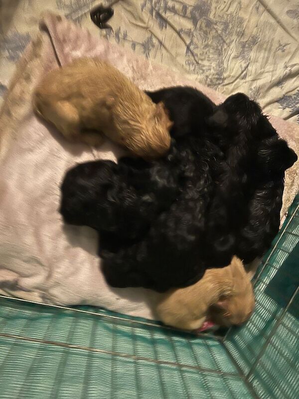 Cocker Spaniel puppies for sale in East End, East Riding of Yorkshire – 11 weeks old