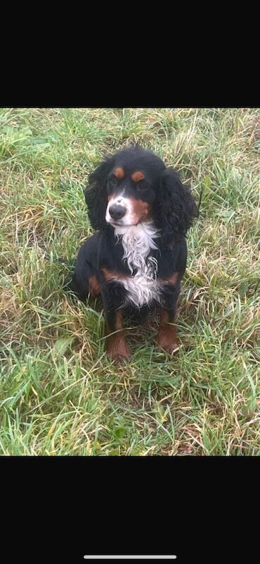 Cocker Spaniel puppies for sale in Ely, Cambridgeshire – 10 months old - Image 2 of 14