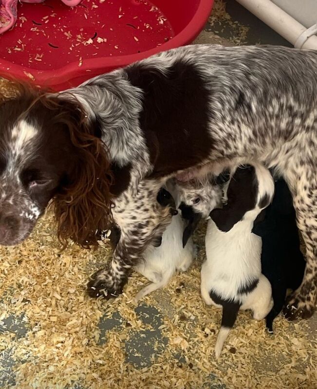 Cocker Spaniel puppies for sale in Ely, Cambridgeshire – 10 months old - Image 3 of 14