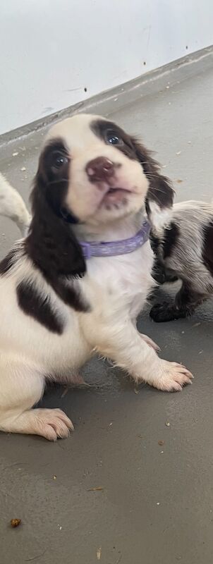 Cocker Spaniel puppies for sale in Ely, Cambridgeshire – 10 months old - Image 4 of 14