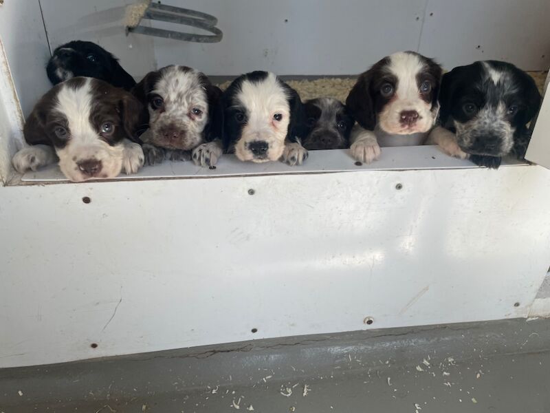 8 cocker spaniel pups 2 available for sale in Ely, Cambridgeshire - Image 6