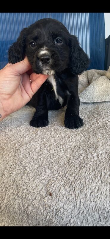 Cocker Spaniel puppies for sale in Ely, Cambridgeshire – 10 months old - Image 7 of 14