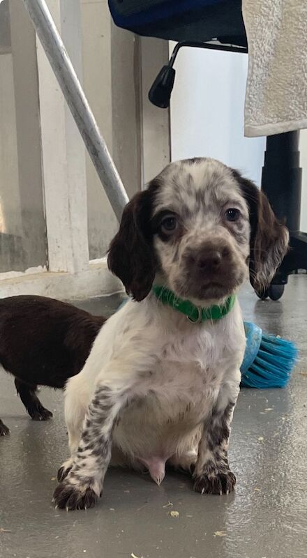Cocker Spaniel puppies for sale in Ely, Cambridgeshire – 10 months old - Image 8 of 14