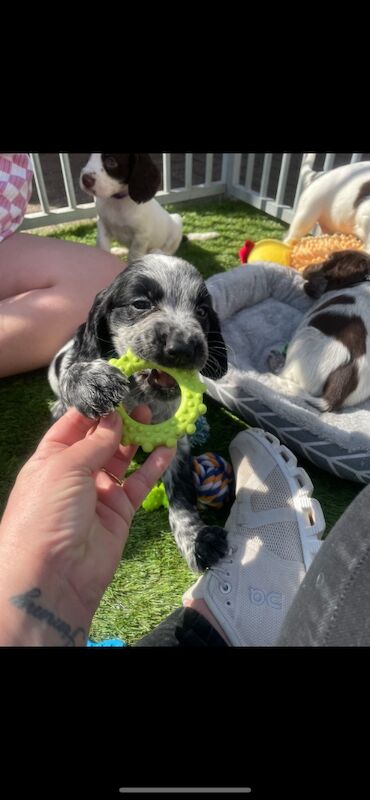 Cocker Spaniel puppies for sale in Ely, Cambridgeshire – 10 months old - Image 9 of 14